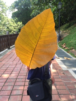 A Giant Local Leaf